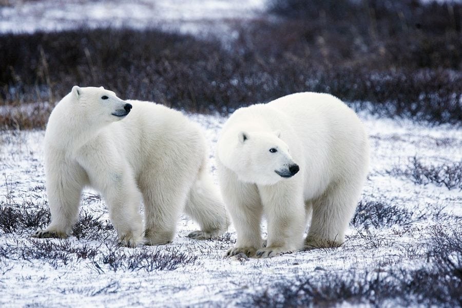 Aşk İçin Çabalayan Hayvan kutup ayıları