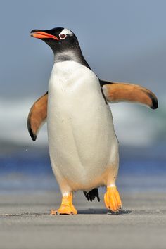 Aşk İçin Çabalayan Hayvan penguen