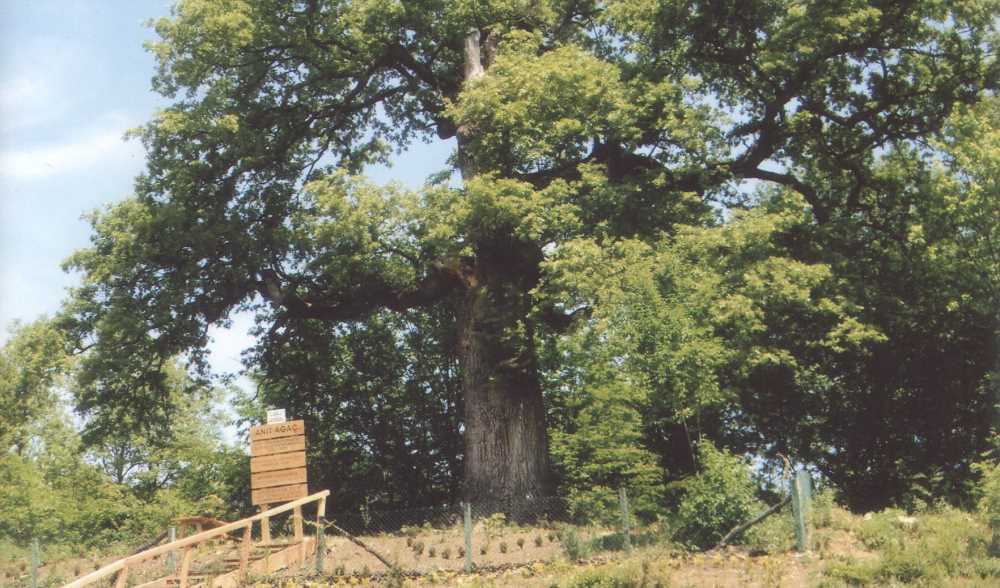veyisoğlu köyü gökçebey anıt ağaç